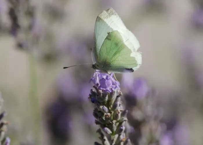 Villa Casa Pharus Bale